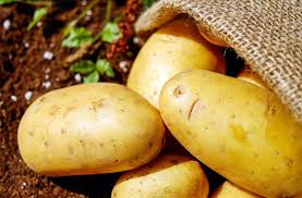 A potato's calorie count of course will depend slightly on the variety and size of your potato. Basic Calories In Potatoes
