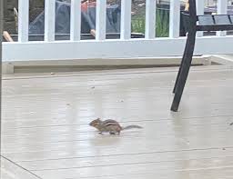 Keeping chipmunks away from your home by using chipmunk repellent and deterrents is the best way to prevent the problems they cause. Humane Ways To Keep Chipmunks Out Of Your Garden