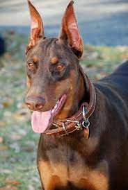 Beautiful Momma Doberman Pinscher Dog Doberman Dogs Doberman Pinscher Puppy