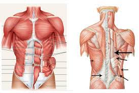 Superficial muscles of the torso. Torso Muscles Diagram Quizlet