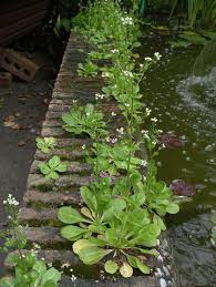 Image result for Samolus