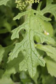 Image result for Dysphania