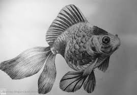Drawing Fish Goldfish Di 2020 Ikan Mas Gambar Hewan Hewan
