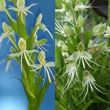 Image result for Habenaria walleri