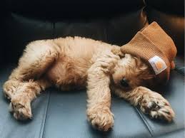 Epic Dogs Vs Animal Fight Cute Dog Compilation In 2020 Baby Animals Pictures Cute Dogs Cute Funny Animals
