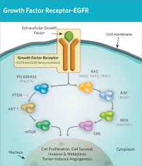 Diseases Mass General Cancer Center