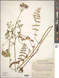 Image result for Berula thunbergii