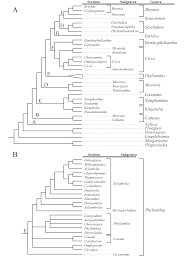 Image result for Phyllanthus manicaensis