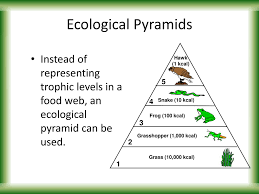 Repeat for the fourth trophic level/cup three. Ppt Food Chains Webs Powerpoint Presentation Free Download Id 2267137