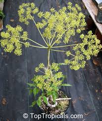 Image result for Steganotaenia