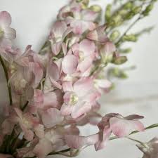 Image result for Dendrobium