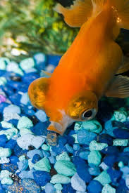 Learn How To Replace Aquarium Substrate Fish Tank Gravel Aquarium Gravel Fresh Water Fish Tank