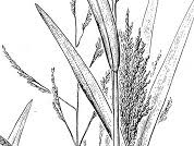 Image result for Panicum trichonode