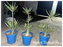 Image result for Nesaea sarcophylla