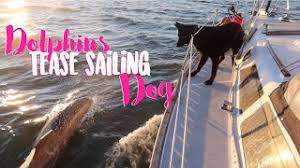 Become a patron of sailing miss lone star today: S3e17 Sailing Miss Lone Star Sailing To Young Island Cut Ø¯ÛŒØ¯Ø¦Ùˆ Dideo