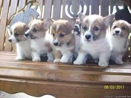 Teacup puppies for sale, teacup, tiny toy and miniature puppies for adoption and rescue from oregon, or. Akc Reg Corgi Puppies For Sale Price 500 00 For Sale In Wilmore Kansas Best Pets Online