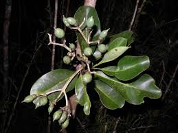 Image result for Anthocleista