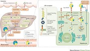 Image result for Hypercholesterolemia