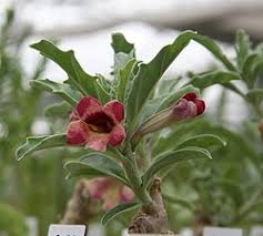 Image result for Pterodiscus elliottii