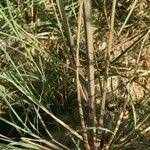 Image result for Leptochloa fusca