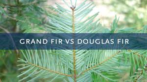 We did not find results for: Grand Fir Vs Douglas Fir Trees Youtube