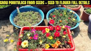 Chiltern seeds offer a wide range of flower seeds online so you can grow colourful flowers from seed. Where To Buy Flower Vegetables Seed Online Offline At Cheapest Rate Best Quality Youtube