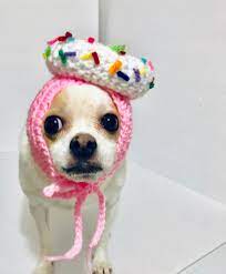 Dog Costume Donut Dog Birthday Hat Dog Party Hat Dog Etsy Dog Birthday Hat Small Dog Clothes Dog Clothes