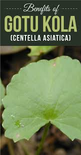 benefits of gotu kola centella asiatica cure obesity alternative healing magical herbs