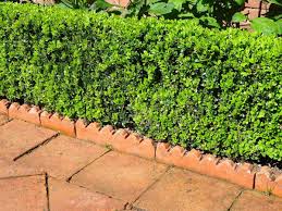 Jun 09, 2015 · dig a trench and add several inches of sand for drainage so the bricks don't heave. 8 Awesome No Dig Garden Edging Ideas You Should Check Out Garden Tabs