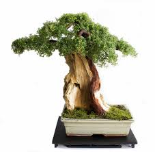 Bonsai Zokei Made In The Style Of Sharimiki Dengan Gambar