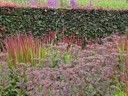 Gartengestaltung Mit Stauden Im Klimawandel Spezialisten Fur Hitze Und Trockenheit Garten Ch In 2020 Garten Bepflanzen Garten Pflanzen Pflegeleichter Garten