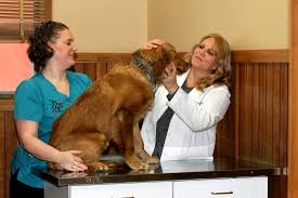 Find a walgreens near you. Preventive Care Annual Vaccines Logue S Tlc Pet Hospital
