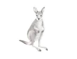 Kangaroo Art Australian Animal Print Baby Kangaroo Pencil Drawing Nursery Art Outback Zoo Animal Wallaby Gender N In 2021 Kangaroo Art Kangaroo Drawing Animals