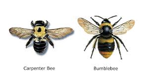 Mason bees are excellent pollinators making them great bees to have in your garden. Carpenter Bees And How To Fight Them Buying And Selling Made Easy