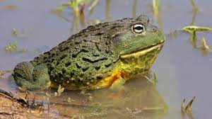 Maybe you would like to learn more about one of these? African Bullfrog Elmwood Park Zoo