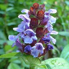 Self Heal Flower Essence Flower Essences Flower Remedies Flower Remedy Flower Essences Fall Flowers