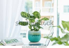 Image result for beautiful dieffenbachia