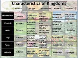 What are animalia cell walls made of. The 6 Kingdoms Ppt Download