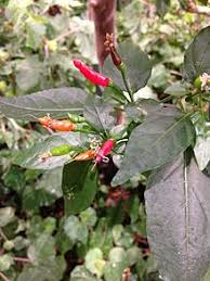 Obviously, your results will depend on care and. Tabasco Pepper Wikipedia