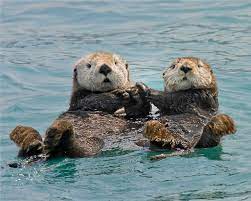 View discussions in 8 other communities. Nature Writer Releases Book On Sea Otters Ic News Ithaca College