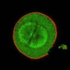 A small room with not much furniture, especially…. Cytokinesis In A Cell Cycle