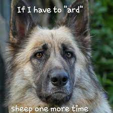 According to the fci, the breed's english language name is german shepherd dog. The German Shepherd Alsatian Dog German Shepherd Dogs Dogs