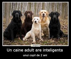 Trebuie sa fii autentificat pentru a salva filmele favorite. Cel Mai Bun Prieten Al Omului Arzi Gazu Informatii Necesar De Inutile