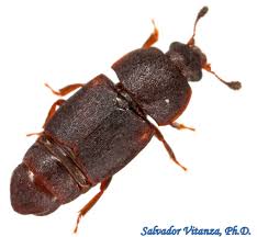 Image result for Carpodiptera