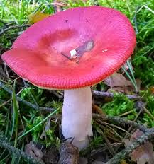 Image result for Russula sp