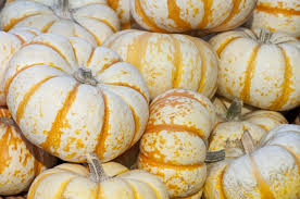 A pumpkin is a cultivar of a squash plant, most commonly of cucurbita pepo, that is round, with smooth, slightly ribbed skin. Little Known Pumpkin Fun Facts Trivia