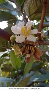 Image result for Bellucia pentamera