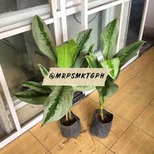 On nov 12, 2006, kell from (zone 9b) wrote: Silver Bay Aglaonema Tall Furniture Home Living Gardening Plants Seeds On Carousell