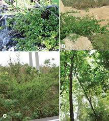 Image result for Malvaceae subfamily Grewioideae