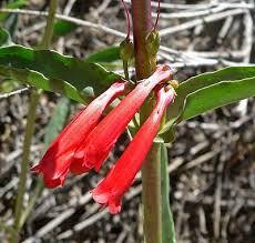 Three scarlet penstemons span the summer season: Firecracker Penstemon Penstemon Eatonii
